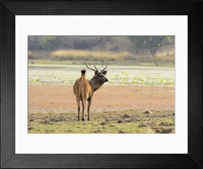 Framed Print : Sambar Deer - alert Stag Ranthambhor National Park, India Framed Print : Sambar Deer - alert Stag Ranthambhor National Park, India