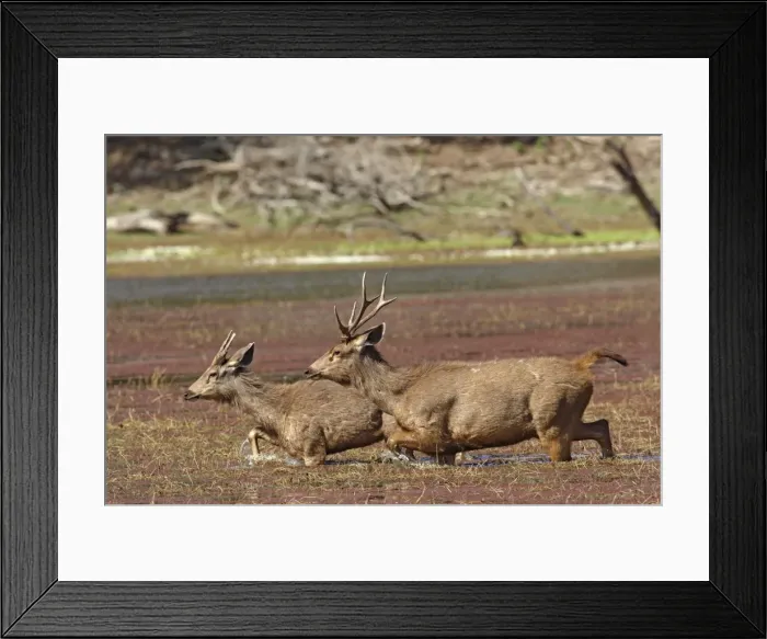 Framed Print : Sambar Stags - walking through water Ranthambhor National Park, India Framed Print : Sambar Stags - walking through water Ranthambhor National Park, India