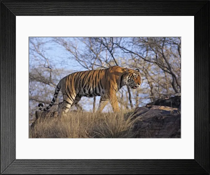 Framed Print : Bengal / Indian Tiger - walking along hilltop Ranthambhor National Park, India Framed Print : Bengal / Indian Tiger - walking along hilltop Ranthambhor National Park, India