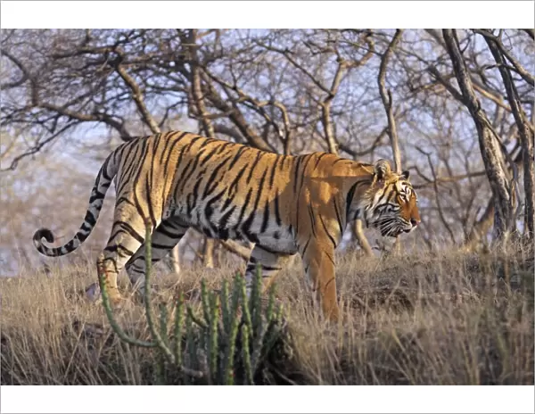 Bengal  /  Indian Tiger - walking along hilltop. Ranthambhor National Park - India