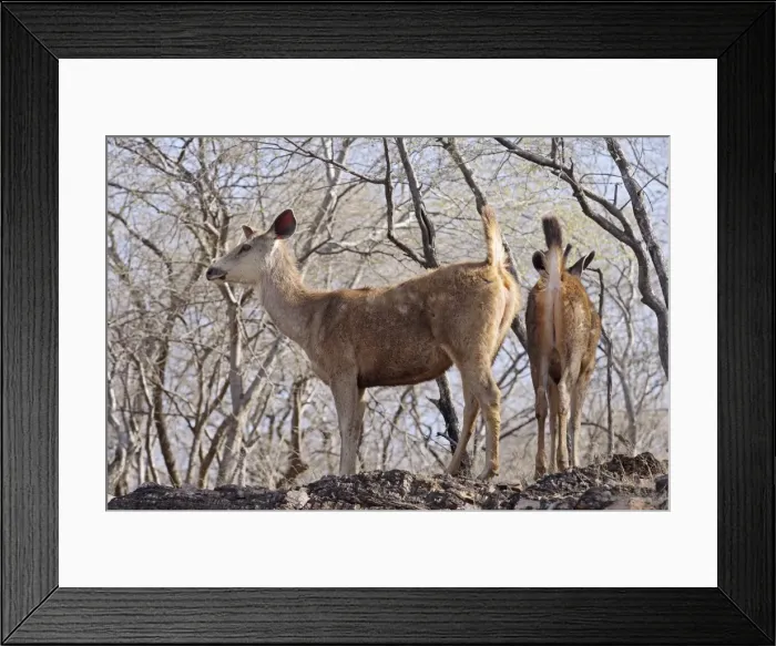 Framed Print : Sambars - alert on hilltop. Ranthambhor National Park, India Framed Print : Sambars - alert on hilltop. Ranthambhor National Park, India