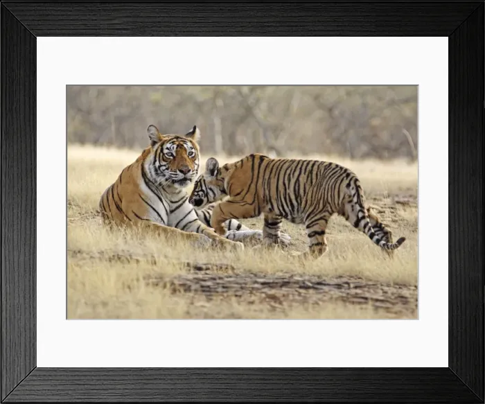 Framed Print : Bengal / Indian Tiger - adult with cub Ranthambhor National Park, India Framed Print : Bengal / Indian Tiger - adult with cub Ranthambhor National Park, India