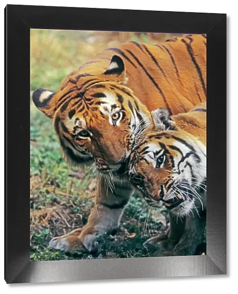 Bengal  /  Indian Tiger - couple courting. Bandhavgarh National Park - India