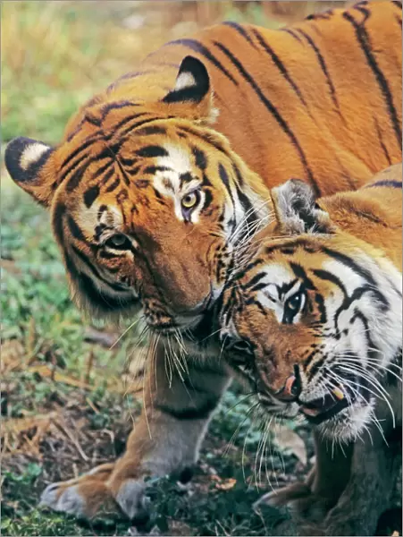 Bengal  /  Indian Tiger - couple courting. Bandhavgarh National Park - India