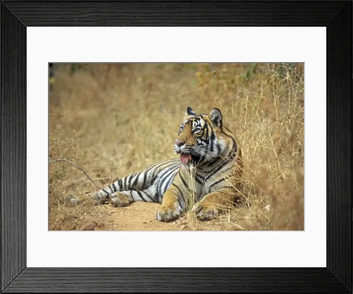 Framed Print : Bengal / Indian Tiger - male. Ranthambhor National Park - India Framed Print : Bengal / Indian Tiger - male. Ranthambhor National Park - India
