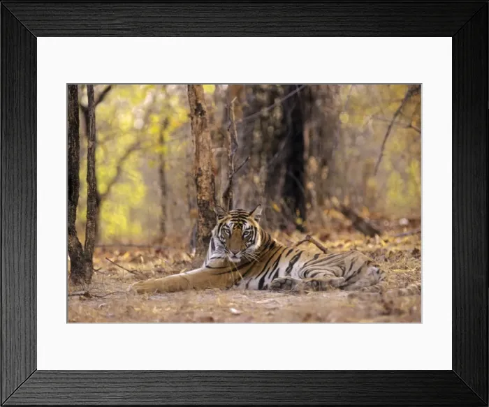 Framed Print : Bengal / Indian Tiger - young. Bandhavgarh National Park - India Framed Print : Bengal / Indian Tiger - young. Bandhavgarh National Park - India