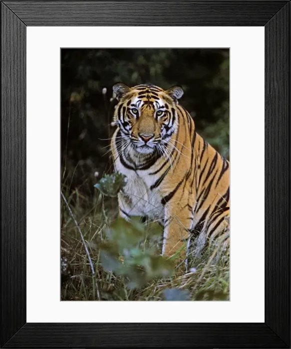 Framed Print : Bengal / Indian Tiger. Bandhavgarh National Park Framed Print : Bengal / Indian Tiger. Bandhavgarh National Park