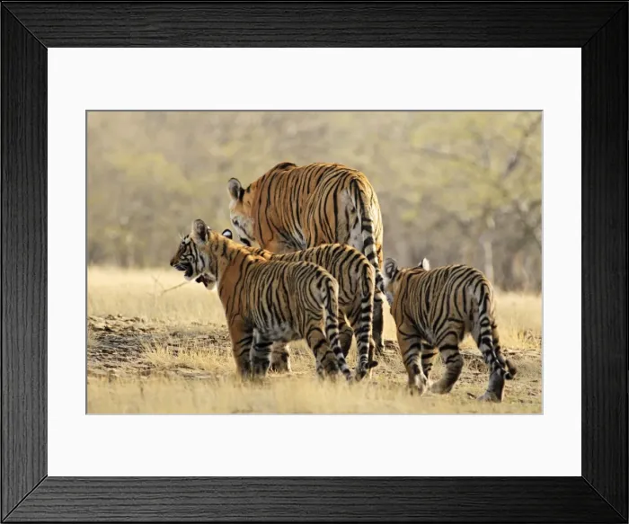 Framed Print : Bengal / Indian Tigeress with cubs - moving to a safer place after fight with another Tiger. Ranthambhor National Park, India Framed Print : Bengal / Indian Tigeress with cubs - moving to a safer place after fight with another Tiger. Ranthambhor National Park, India