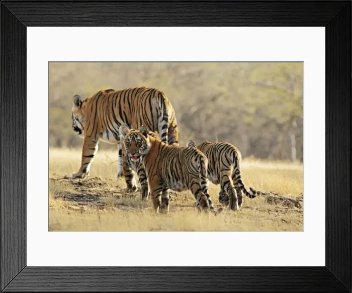 Framed Print : Bengal / Indian Tigeress with cubs - moving to a safer place after fight with another Tiger. Ranthambhor National Park Framed Print : Bengal / Indian Tigeress with cubs - moving to a safer place after fight with another Tiger. Ranthambhor National Park