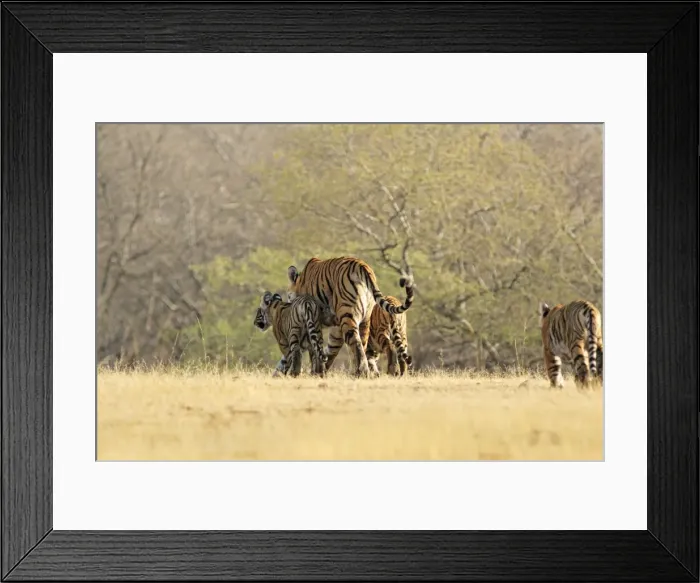 Framed Print : Bengal / Indian Tigeress with cubs - moving to a safer place after fight with another Tiger. Ranthambhor National Park Framed Print : Bengal / Indian Tigeress with cubs - moving to a safer place after fight with another Tiger. Ranthambhor National Park