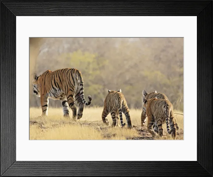 Framed Print : Bengal / Indian Tigeress with cubs - moving to a safer place after fight with another Tiger. Ranthambhor National Park Framed Print : Bengal / Indian Tigeress with cubs - moving to a safer place after fight with another Tiger. Ranthambhor National Park