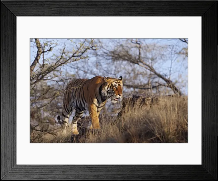 Framed Print : Bengal / Indian Tiger - walking around it's territory. Ranthambhor National Park - India Framed Print : Bengal / Indian Tiger - walking around it's territory. Ranthambhor National Park - India