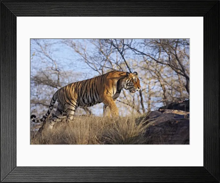 Framed Print : Bengal / Indian Tiger - male walking around it's territory. Ranthambhor National Park - India Framed Print : Bengal / Indian Tiger - male walking around it's territory. Ranthambhor National Park - India