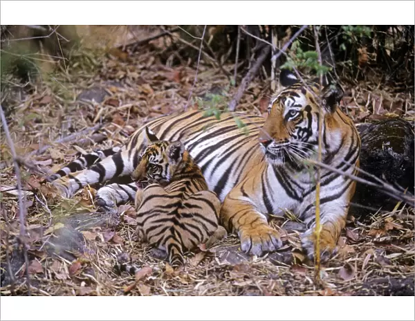 Bengal  /  Indian Tiger - female with cub in bamboon forest. Bandhavgarh National Park - India
