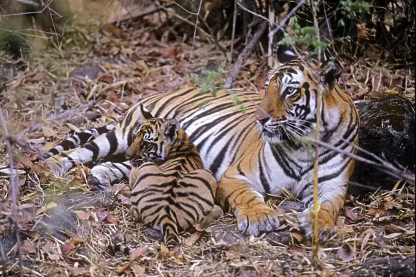 Bengal  /  Indian Tiger - female with cub in bamboon forest. Bandhavgarh National Park - India