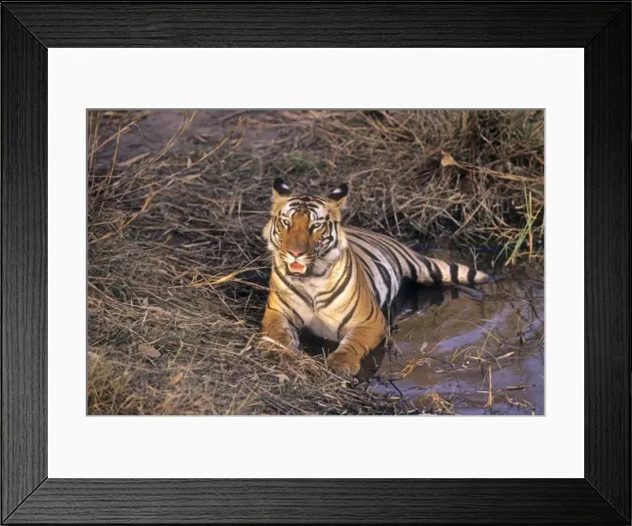 Framed Print : Bengal / Indian Tiger - lying in jungle pond. Bandhavgarh National Park - India Framed Print : Bengal / Indian Tiger - lying in jungle pond. Bandhavgarh National Park - India