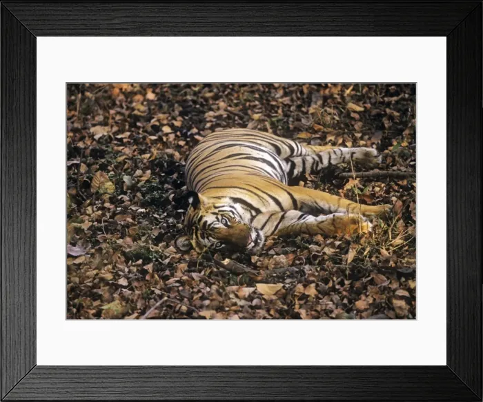 Framed Print : Bengal / Indian Tiger - sleep-watching - resting with eyes open. Bandhavgarh National Park - India Framed Print : Bengal / Indian Tiger - sleep-watching - resting with eyes open. Bandhavgarh National Park - India