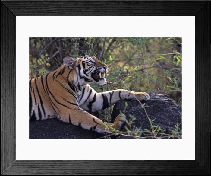 Framed Print : Bengal / Indian Tiger - snarling. Bandhavgarh National Park - India Framed Print : Bengal / Indian Tiger - snarling. Bandhavgarh National Park - India