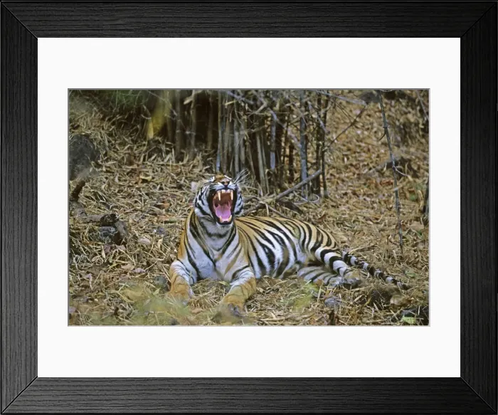 Framed Print : Bengal / Indian Tiger - yawning in the Bamboo forest. Bandhavgarh National Park - India Framed Print : Bengal / Indian Tiger - yawning in the Bamboo forest. Bandhavgarh National Park - India