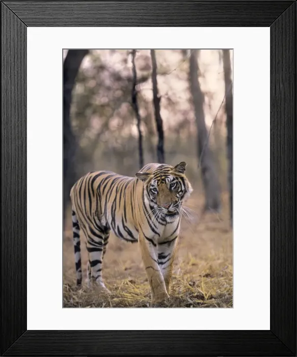Framed Print : Bengal / Indian Tiger. Bandhavgarh National Park Framed Print : Bengal / Indian Tiger. Bandhavgarh National Park