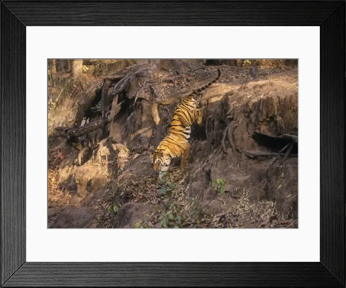 Framed Print : Bengal / Indian Tiger - climbing down drop. Bandhavgarh National Park Framed Print : Bengal / Indian Tiger - climbing down drop. Bandhavgarh National Park