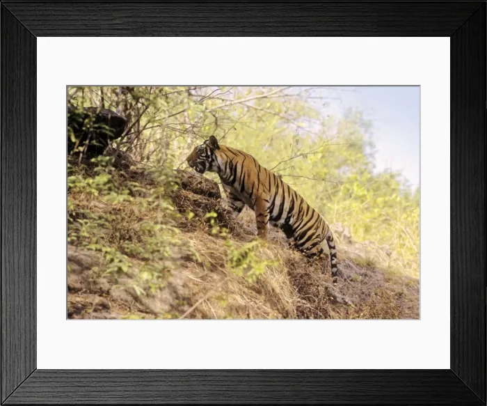 Framed Print : Bengal / Indian Tiger - climbing up hill. Bandhavgarh National Park Framed Print : Bengal / Indian Tiger - climbing up hill. Bandhavgarh National Park
