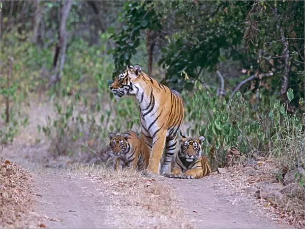 Bengal  /  Indian Tiger - and cubs on track at edge of jungle. Ranthambhor National Park