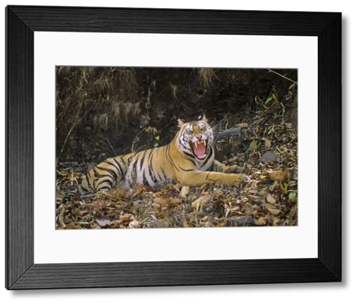 Framed Print : Bengal / Indian Tiger yawning outside it's cave home Bandhavgarh National Park, India Framed Print : Bengal / Indian Tiger yawning outside it's cave home Bandhavgarh National Park, India