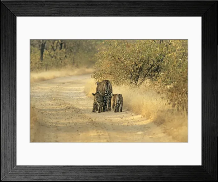 Framed Print : Cubs following Bengal / Indian Tigeress Ranthambhor National Park, India Framed Print : Cubs following Bengal / Indian Tigeress Ranthambhor National Park, India