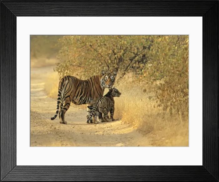 Framed Print : Bengal / Indian Tiger - with cub on track Ranthambhor National Park, India Framed Print : Bengal / Indian Tiger - with cub on track Ranthambhor National Park, India
