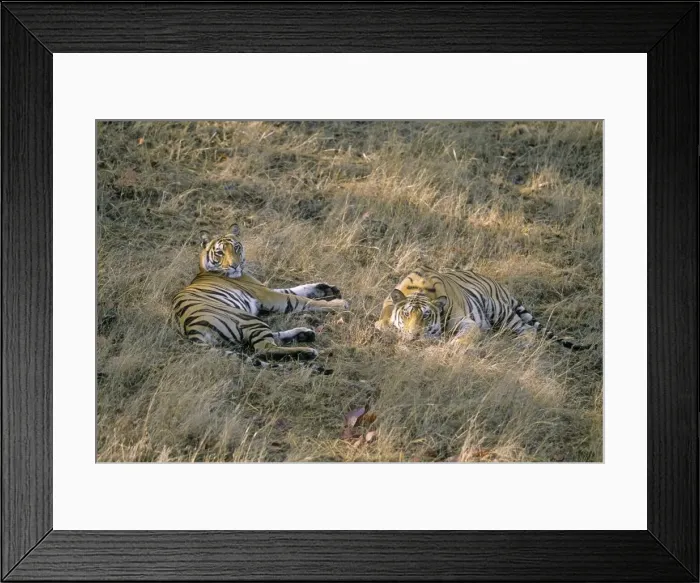 Framed Print : Bengal / Indian Tigers - young on a lazy morning, Bandhavgarh National Park, India Framed Print : Bengal / Indian Tigers - young on a lazy morning, Bandhavgarh National Park, India