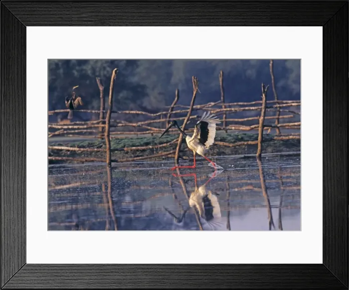 Framed Print : Black-necked Stork fishing, Keoladeo National Park, India Framed Print : Black-necked Stork fishing, Keoladeo National Park, India