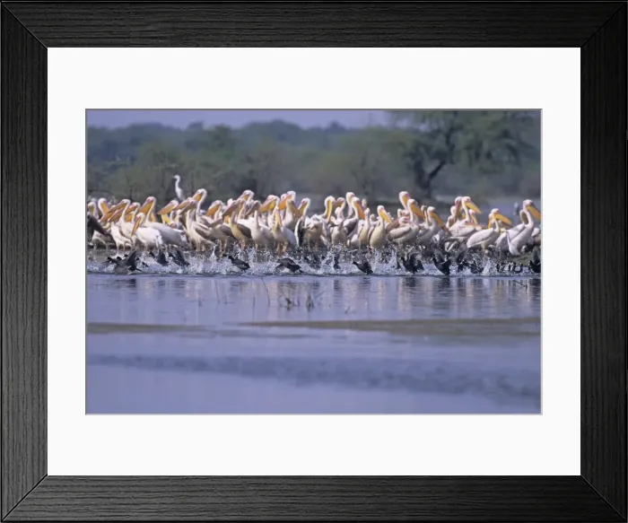 Framed Print : Coots runing past White / Rosy Pelicans (Pelecanus Onocrotalus) Keoladeo National Park, India Framed Print : Coots runing past White / Rosy Pelicans (Pelecanus Onocrotalus) Keoladeo National Park, India