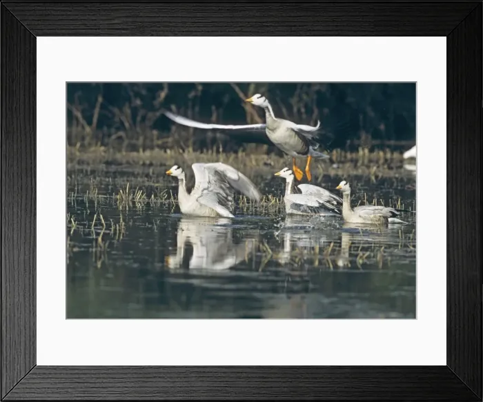 Framed Print : Flock of Bar-hearded Geese, Keoladeo National Park, India Framed Print : Flock of Bar-hearded Geese, Keoladeo National Park, India
