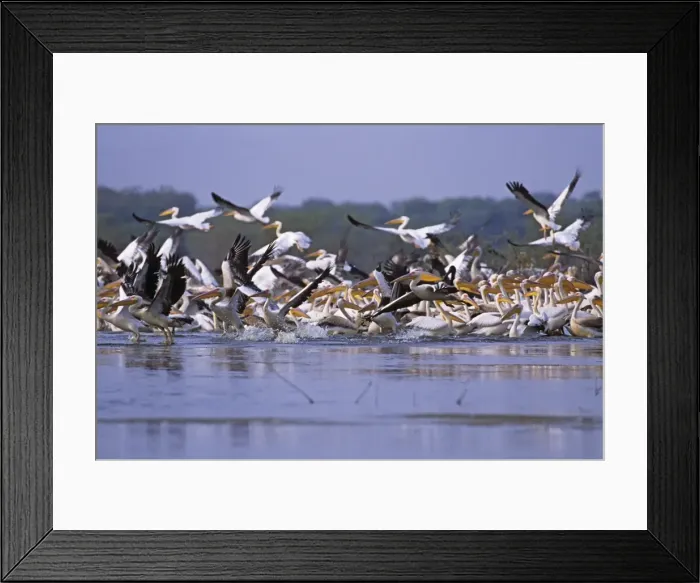 Framed Print : Flock of Rosy / White Pelicans taking-off, Keoladeo National Park, India Framed Print : Flock of Rosy / White Pelicans taking-off, Keoladeo National Park, India