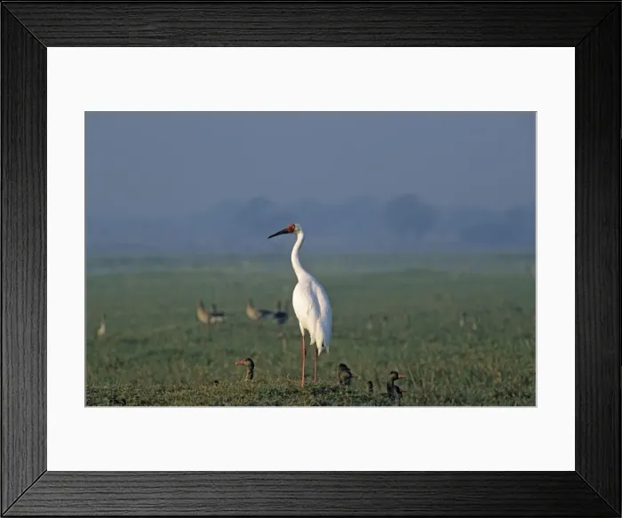 Framed Print : Siberian Crane on the mound, Keoladeo National Park, India. Critically endangered Framed Print : Siberian Crane on the mound, Keoladeo National Park, India. Critically endangered
