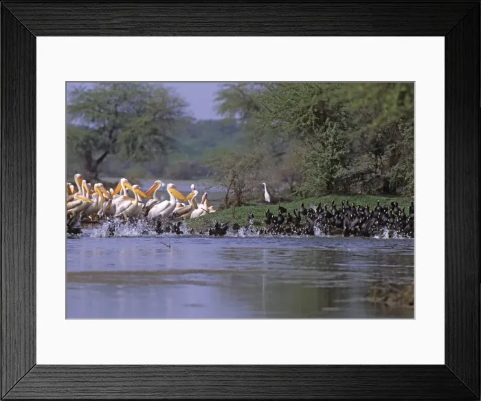 Framed Print : Coots runing past Rosy / White Pelicans (Pelecanus Onocrotalus) Keoladeo National Park, India Framed Print : Coots runing past Rosy / White Pelicans (Pelecanus Onocrotalus) Keoladeo National Park, India
