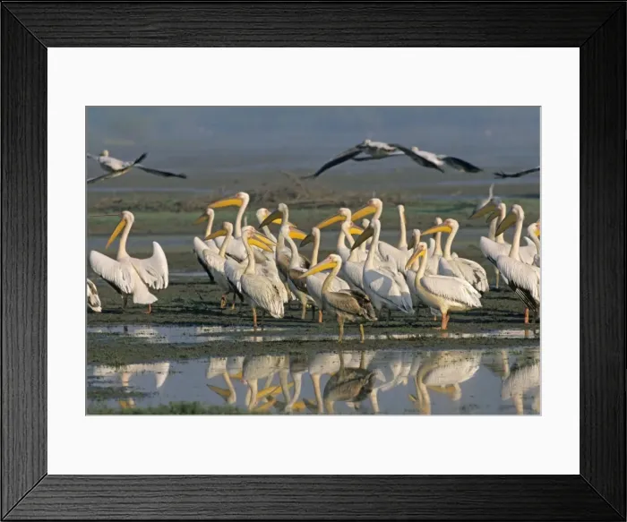 Framed Print : Rosy / White Pelicans in the wetland, Keoladeo National Park, India Framed Print : Rosy / White Pelicans in the wetland, Keoladeo National Park, India