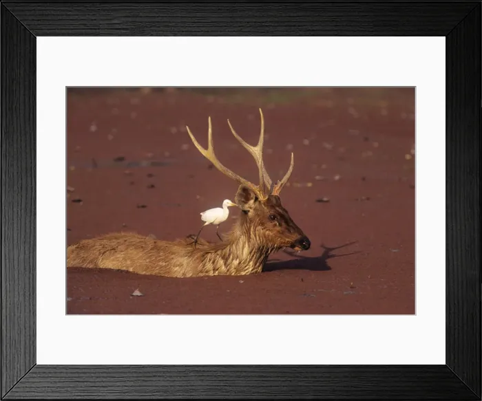 Framed Print : Sambar Stag - in water with Cattle egret (Bubulcus ibis) on back Ranthambhor National Park, India Framed Print : Sambar Stag - in water with Cattle egret (Bubulcus ibis) on back Ranthambhor National Park, India