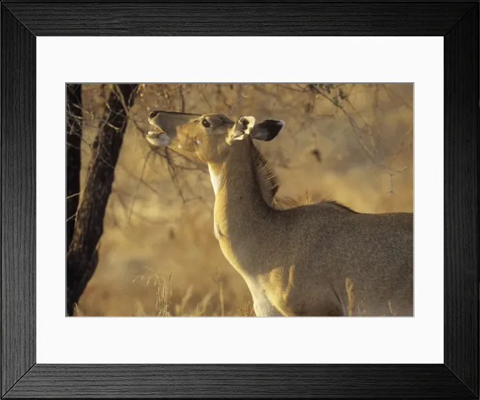 Framed Print : Nilgai / Bluebuck / Blue bull Antelop - female feeding, Ranthambhor National Park, India Framed Print : Nilgai / Bluebuck / Blue bull Antelop - female feeding, Ranthambhor National Park, India