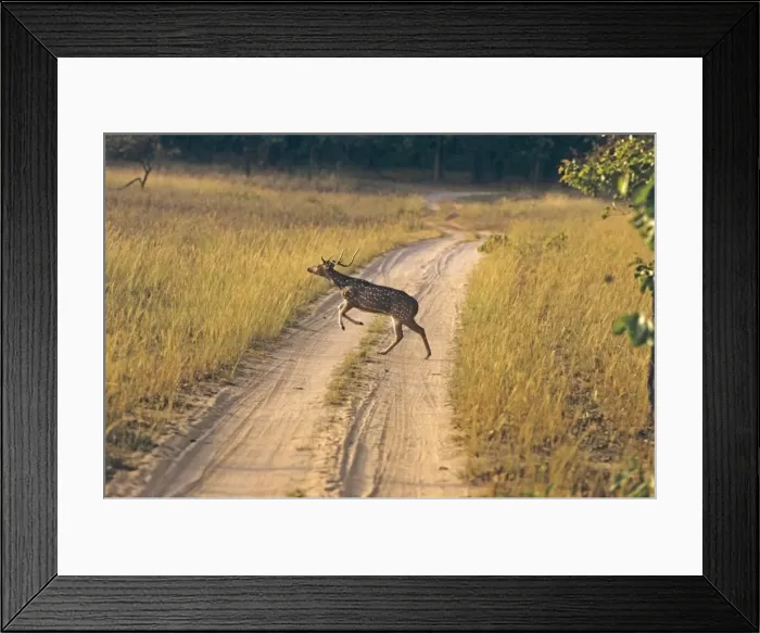 Framed Print : Chital - Stag running / leaping across track Bandhavgarh National Park, India Framed Print : Chital - Stag running / leaping across track Bandhavgarh National Park, India