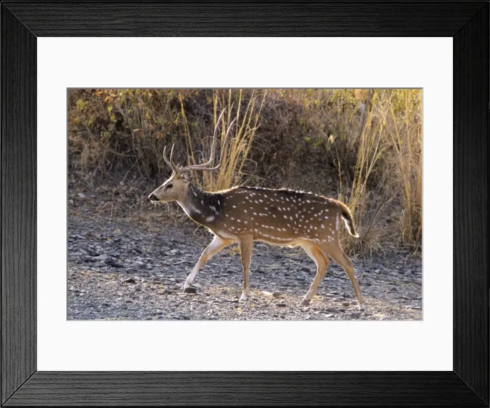 Framed Print : Chital Stag Ranthambhor National Park, India Framed Print : Chital Stag Ranthambhor National Park, India