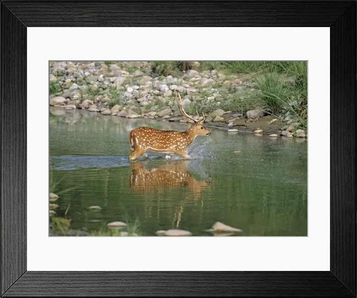 Framed Print : Chital Stag - in river Ramganga, Corbett National Park, India Framed Print : Chital Stag - in river Ramganga, Corbett National Park, India