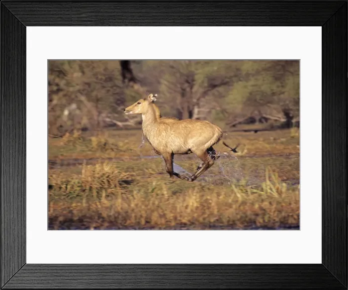 Framed Print : Nilgai / Bluebuck / Blue bull Antelop - female running though wetland. Keoladeo National Park, India Framed Print : Nilgai / Bluebuck / Blue bull Antelop - female running though wetland. Keoladeo National Park, India