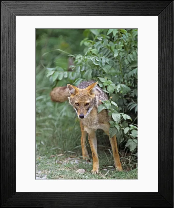 Framed Print : Golden Jackal spray marking, Corbett National Park, India Framed Print : Golden Jackal spray marking, Corbett National Park, India