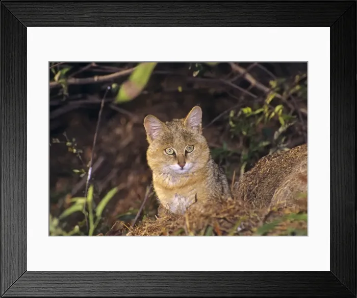 Framed Print : Young Jungle Cat in the bush, Keoladeo National Park, India Framed Print : Young Jungle Cat in the bush, Keoladeo National Park, India