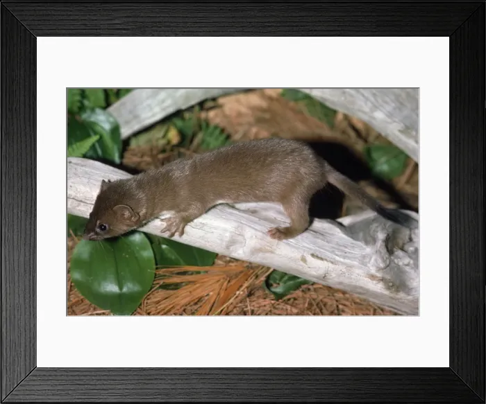 Framed Print : Long-tailed Weasel - turns white in winter USA Framed Print : Long-tailed Weasel - turns white in winter USA