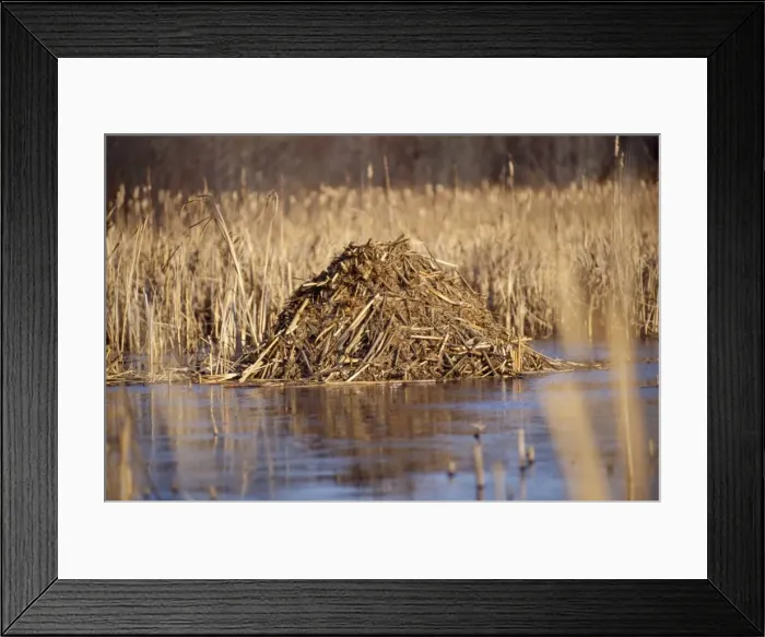 Framed Print : Muskrat - lodge central MA, USA Framed Print : Muskrat - lodge central MA, USA