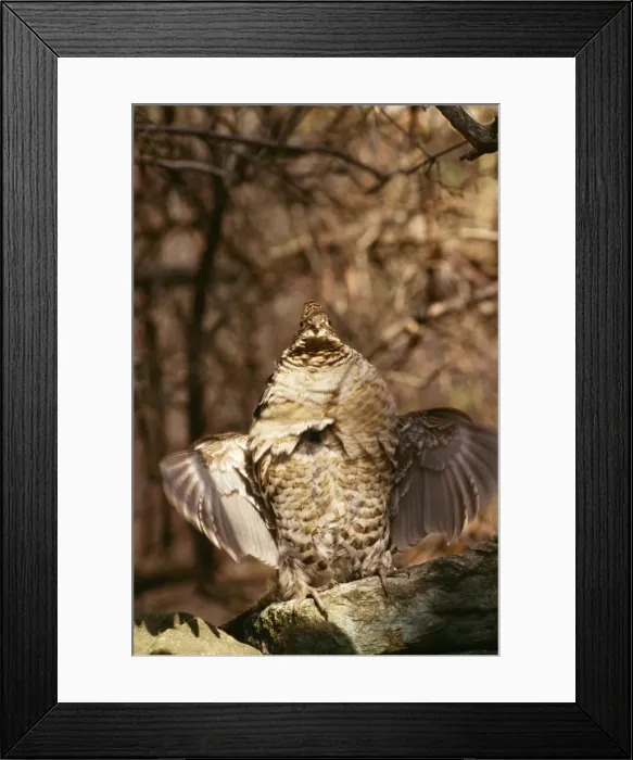 Framed Print : Buffed Grouse Grouse drumming on stone wall Framed Print : Buffed Grouse Grouse drumming on stone wall