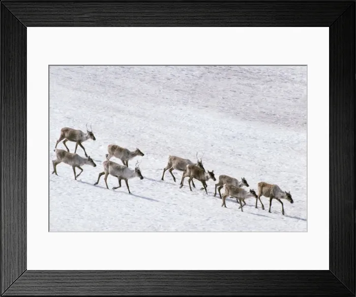 Framed Print : Reindeer Arctic National Wildlife Refuge Framed Print : Reindeer Arctic National Wildlife Refuge